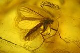 Fossil Fly Swarm (Diptera) In Baltic Amber #207475-4